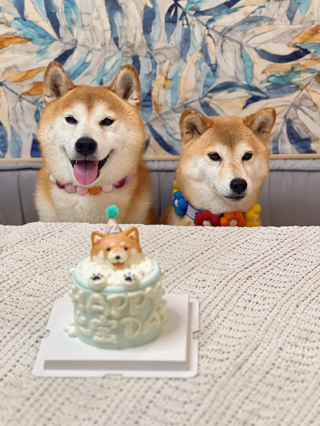 七宝八岁了｜想看到全是生日祝福的评论区