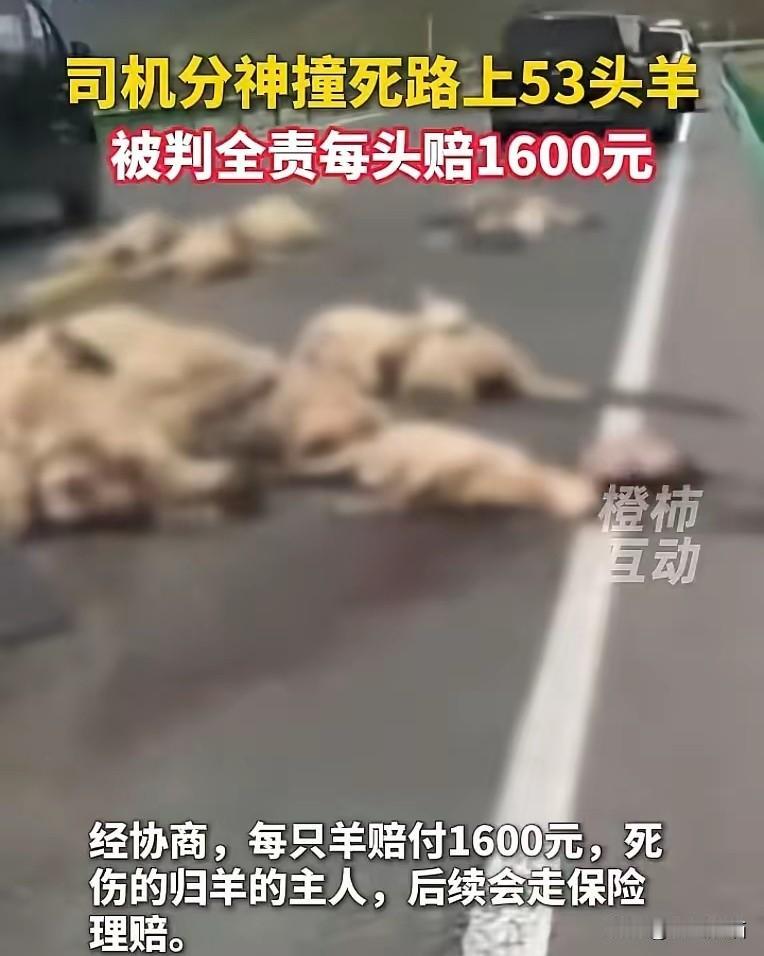 不知道从啥时候起，马路上撞死牛羊，好像就成了这么个理所当然的规矩，车主赔了钱，撞