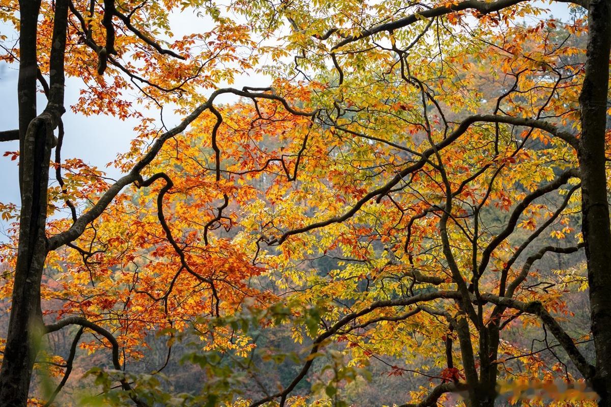 为什么亏损的公司估值很高，我公司赚钱却估值很低？对于亏损的公司和业务多元化的公司