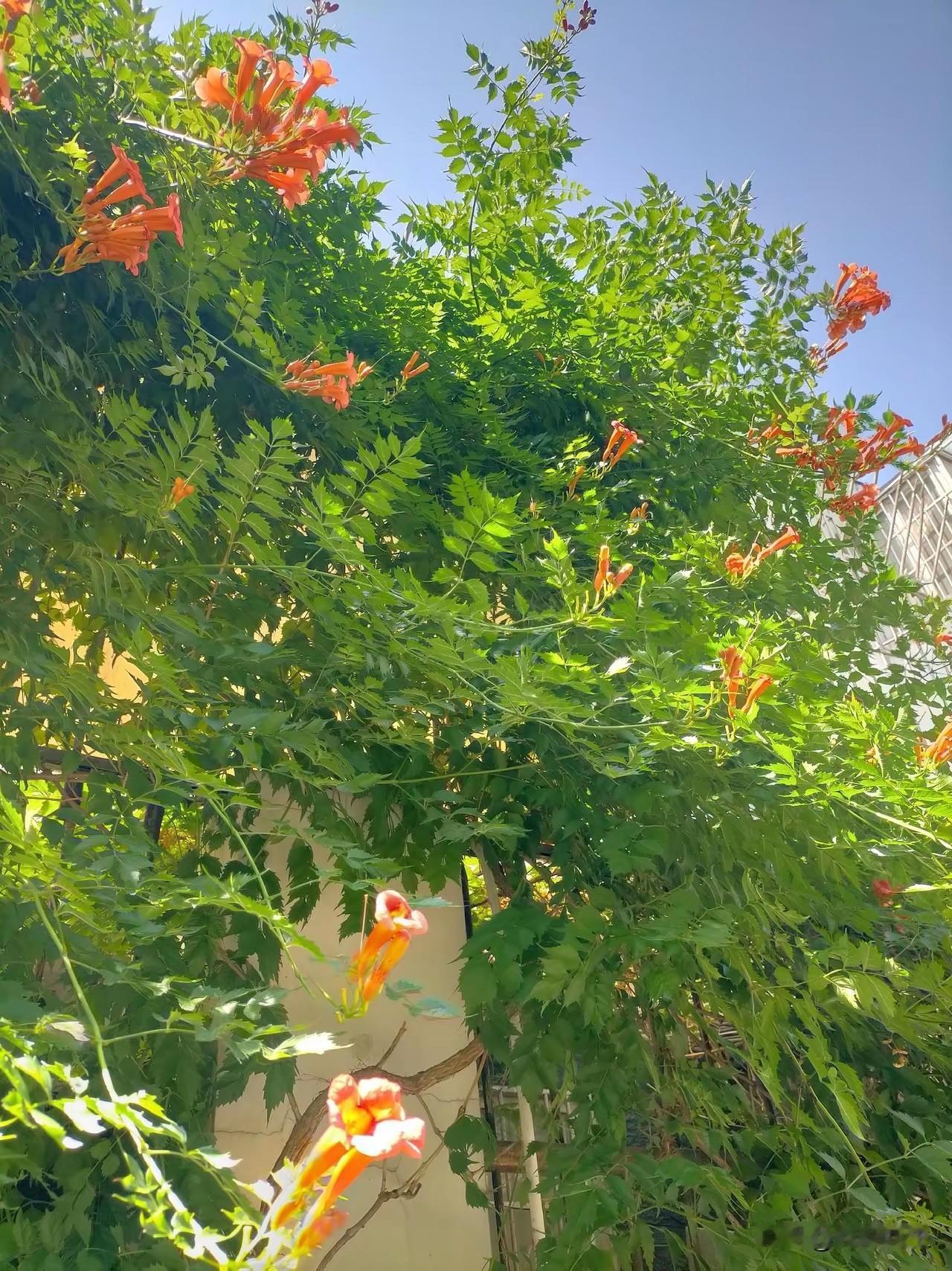 昨晚睡前，大闺女突然跑到我身边，眼睛红红的，带着哭腔说：“妈妈，我一想到有一天你