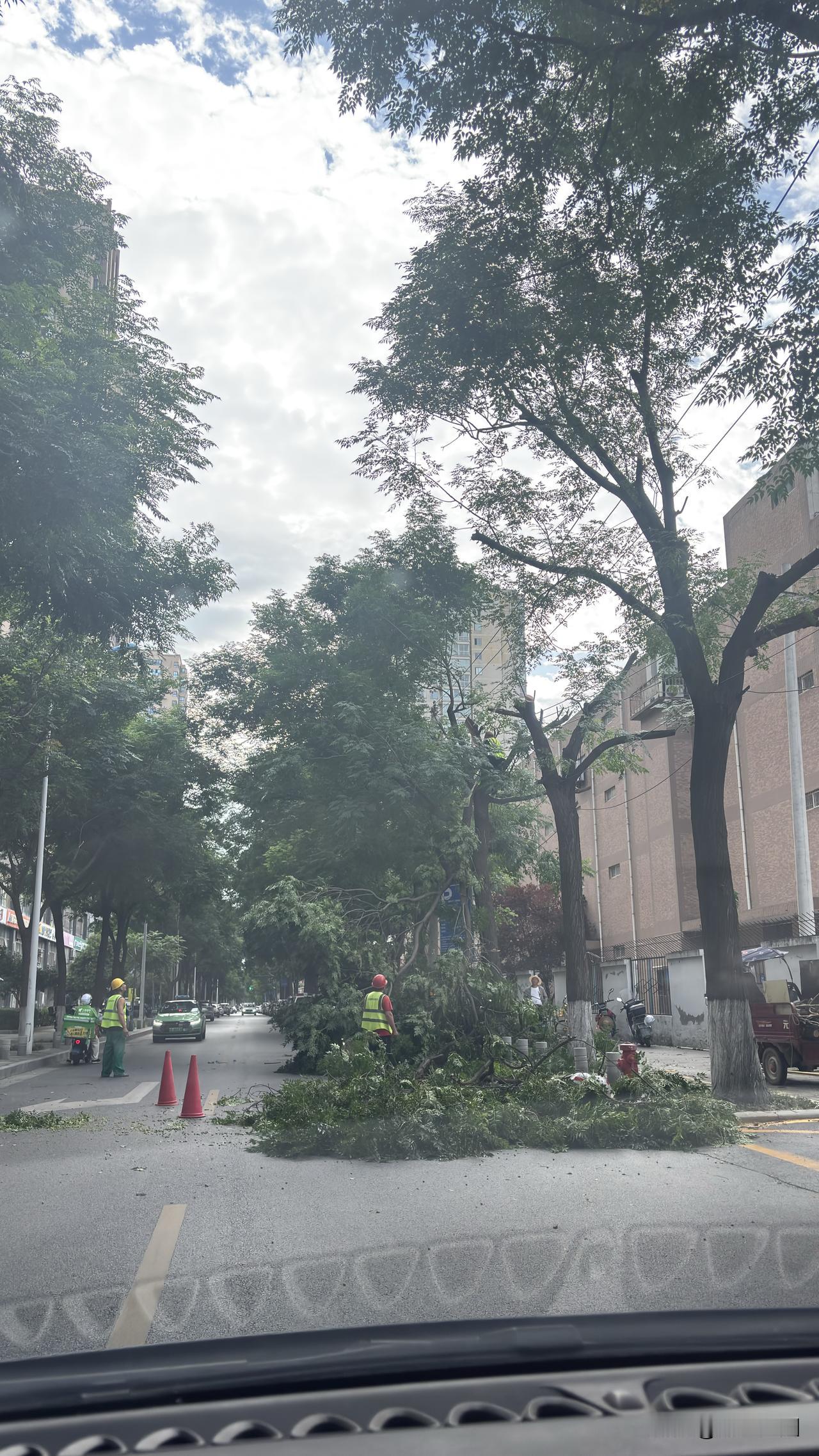 早上在西安凤鸣路看到的，昨晚的暴风雨把树枝吹断了，这个预报有暴雨，最好不要把车停