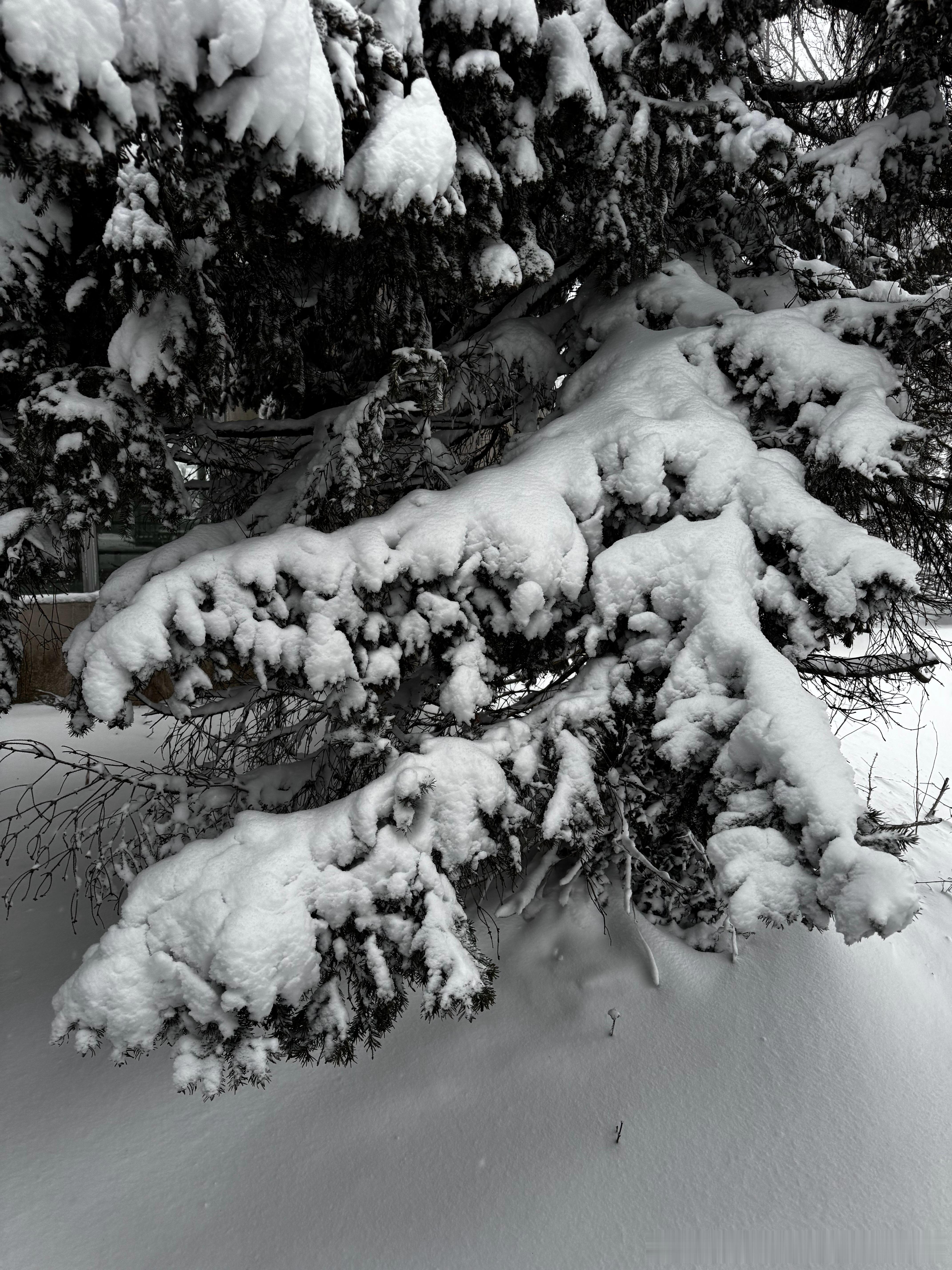 纽约迎来有史以来最长的降雪，地球真的在变冷吗？周一清晨，一场威力巨大的炸弹气旋给