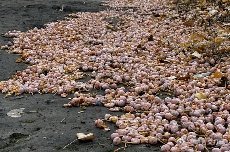 凤凰新闻【“臭宝”来了！北京街边这类不是果，生吃多吃都有毒】每年秋天，银杏叶都为