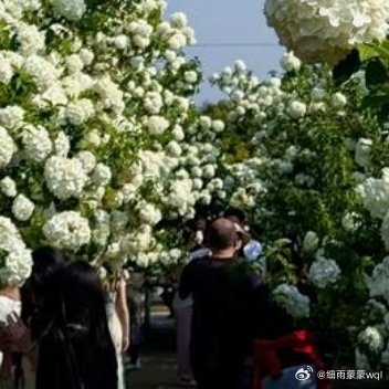 用文字堆一个冬天的城堡，用温柔作它的城墙，用紫色作冬的壁画，听花开的温柔！ 