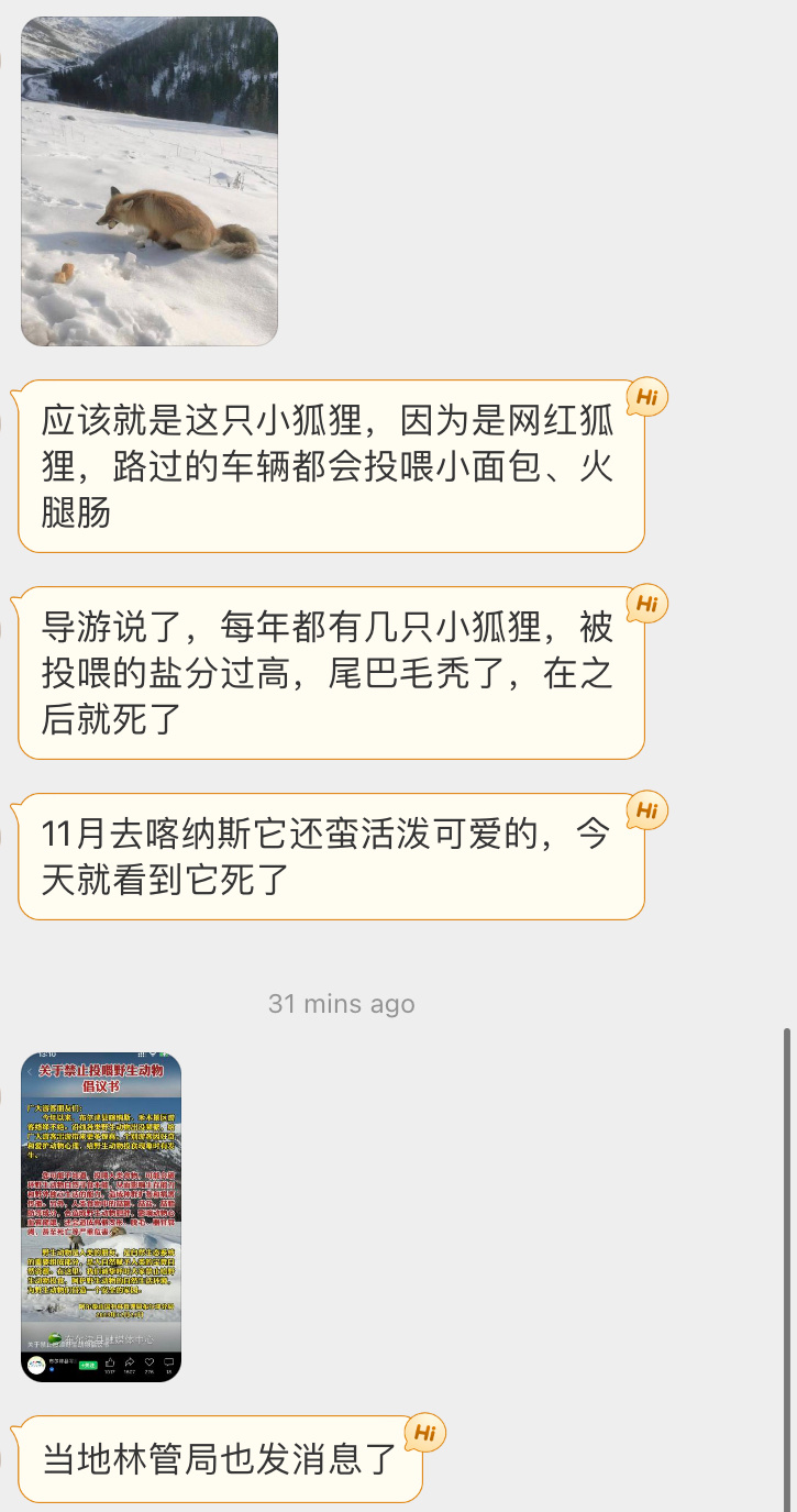 #私信杂烩# 11月份看到这只狐狸没想到死了“导游说了，每年都有几只小狐狸，被投