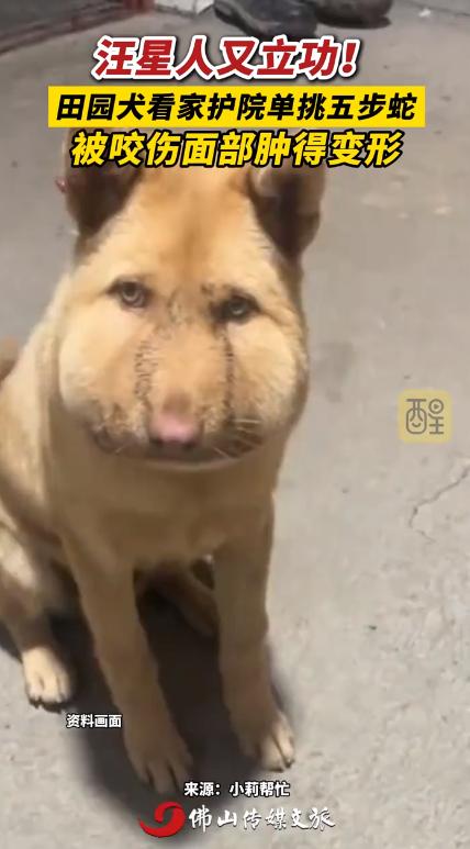 湖南邵阳，土狗单挑五步蛇被咬脸肿成馒头。

事情起因特突然。6月13日，狗在院里