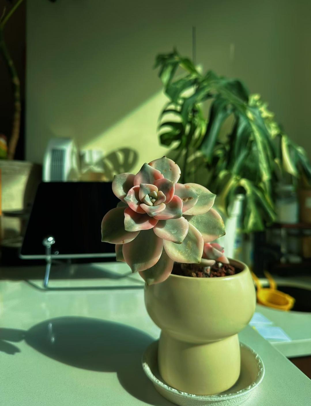 一个人怎么打发时间 独处就泡杯茶看闲书，没人打扰的时光，简直不要太美。