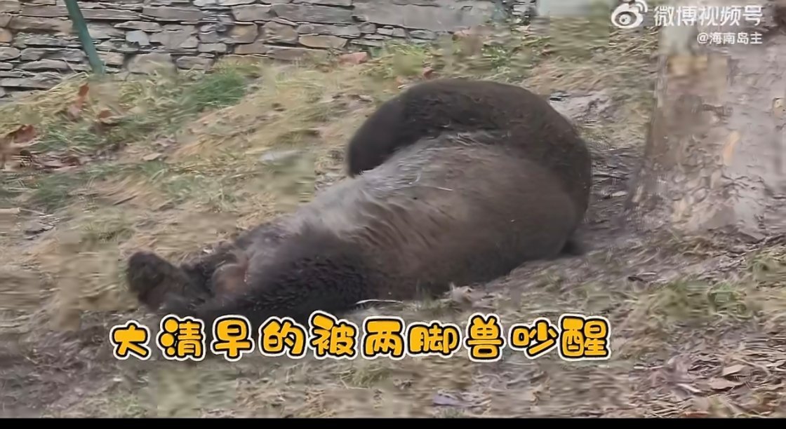 谁家熊猫过年不洗澡哈哈哈哈哈脏脏熊猫 