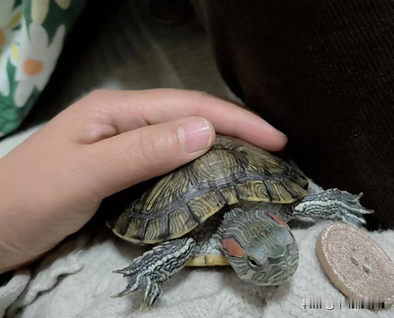 如果，你家的龟🐢已经冬眠，你可能已经忘记了它的存在。看到我的这篇小文，你还是看