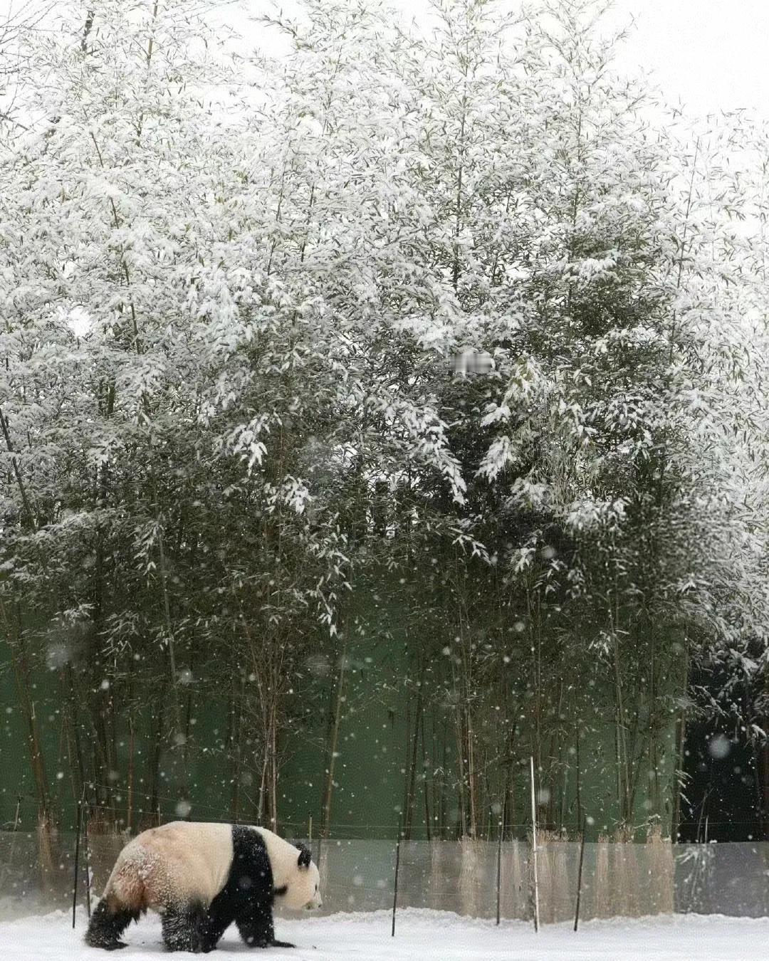 雪中的爱宝和福宝
唯美得无与伦比
老姜说爱宝是全世界最漂亮的大熊猫
不知道今年的