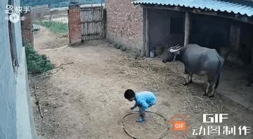 这头水牛不简单。

院子里玩耍的孩子差点被野猪撞上，水牛提前察觉，直接顶角拦截。