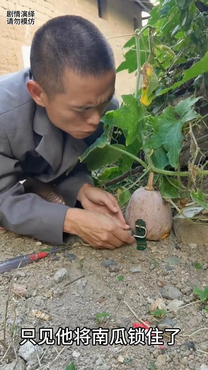 男子担心南瓜被偷锁住了，这一幕真的太有才了。
家里种的南瓜总是被别人偷，于是男子