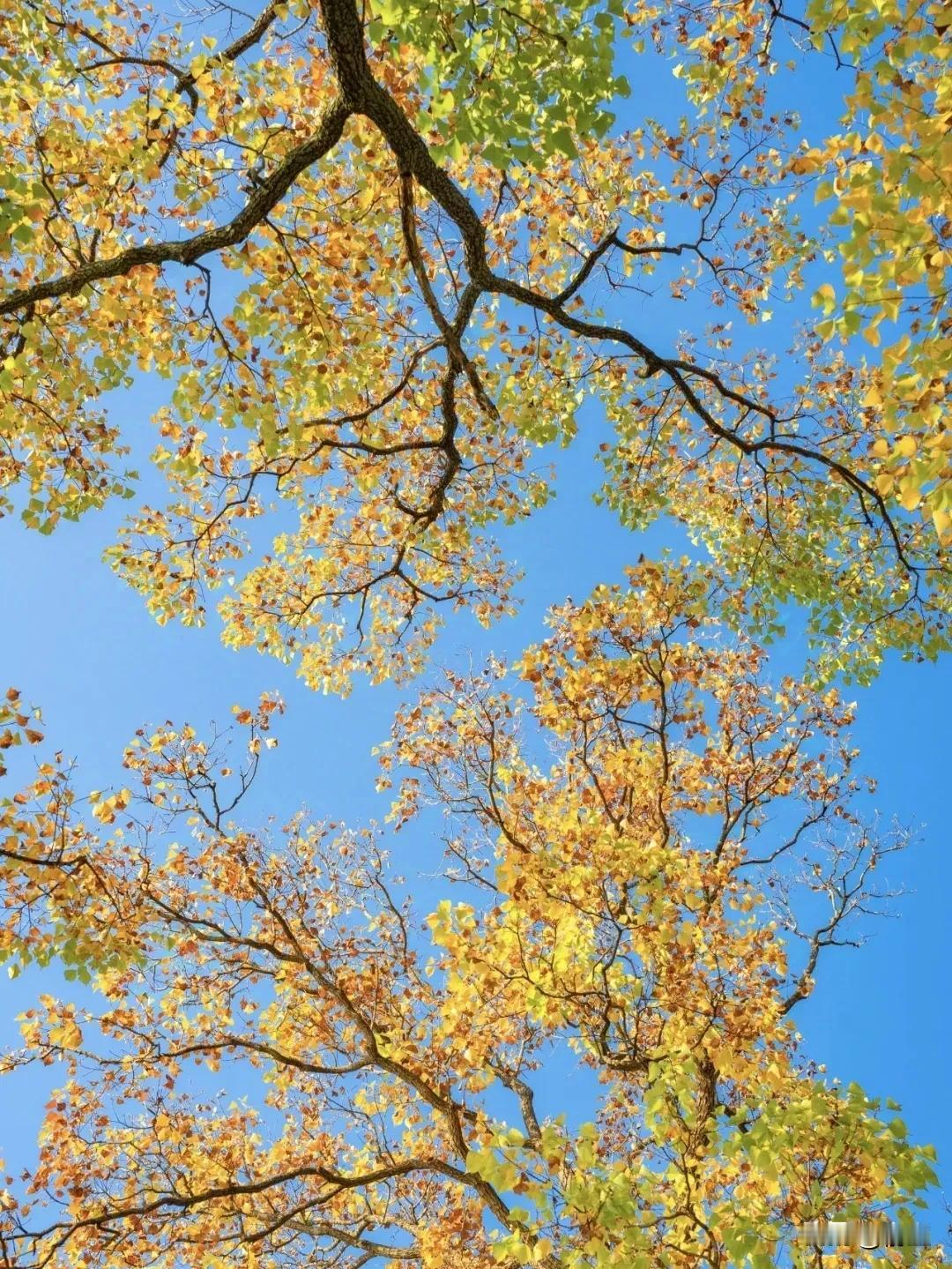 东北，初冬。

仿佛是大自然精心雕琢的一幅静谧禅画，每一笔都蕴含着深邃的禅意与悠