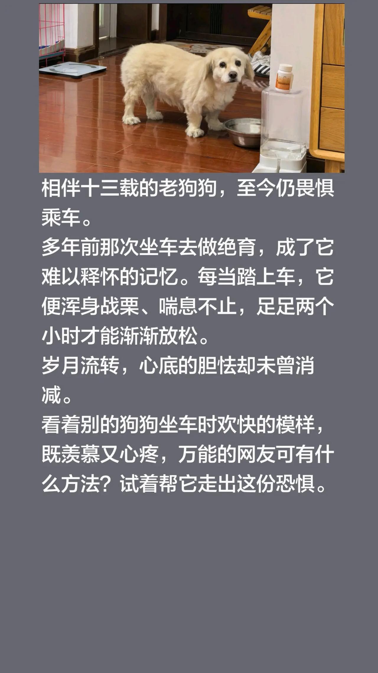我回复了@家有宝贝 的评论：相伴十三载的老狗狗，至今仍畏惧乘车。多年前那次坐车去