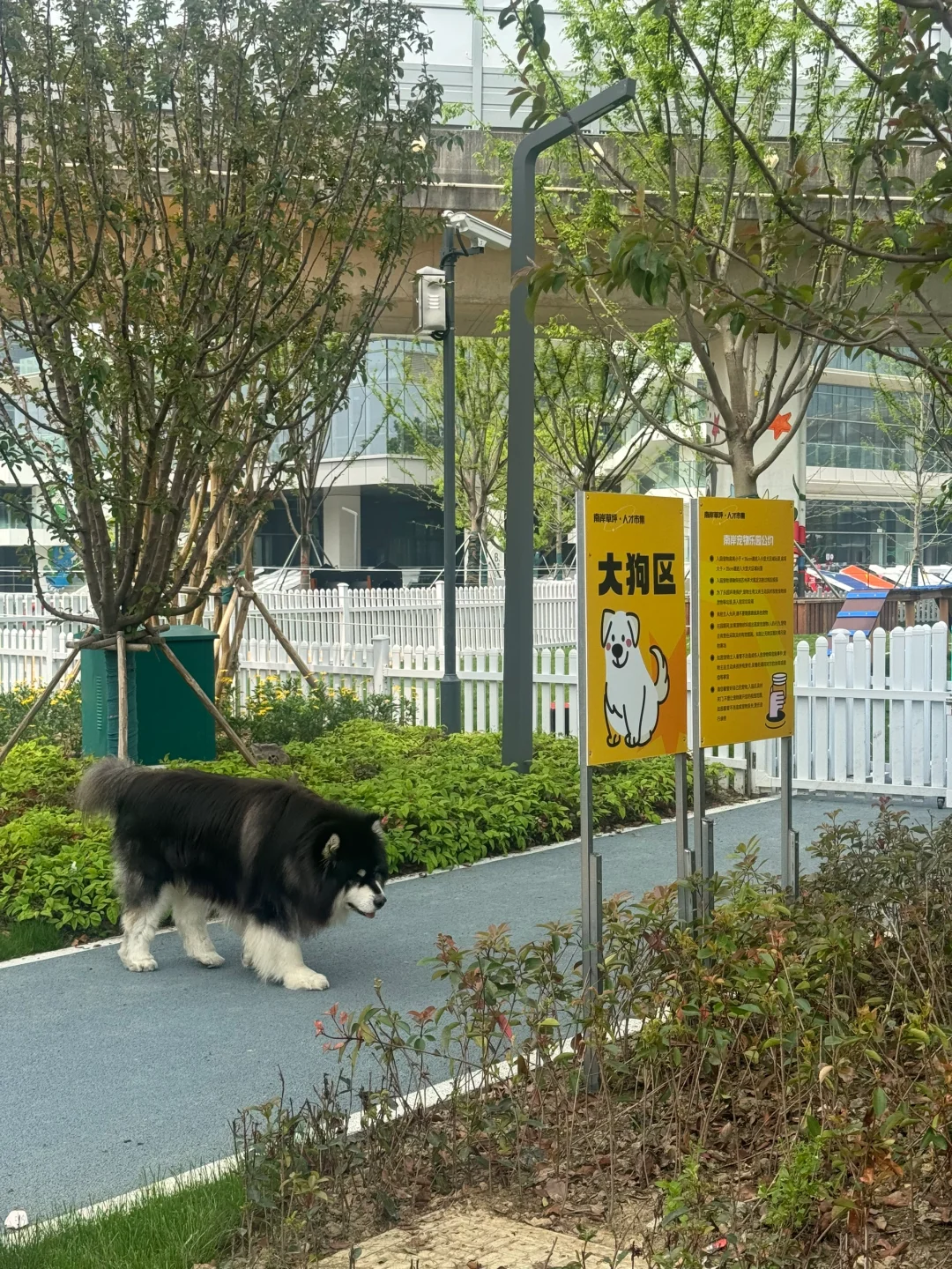 大狗要去大狗区