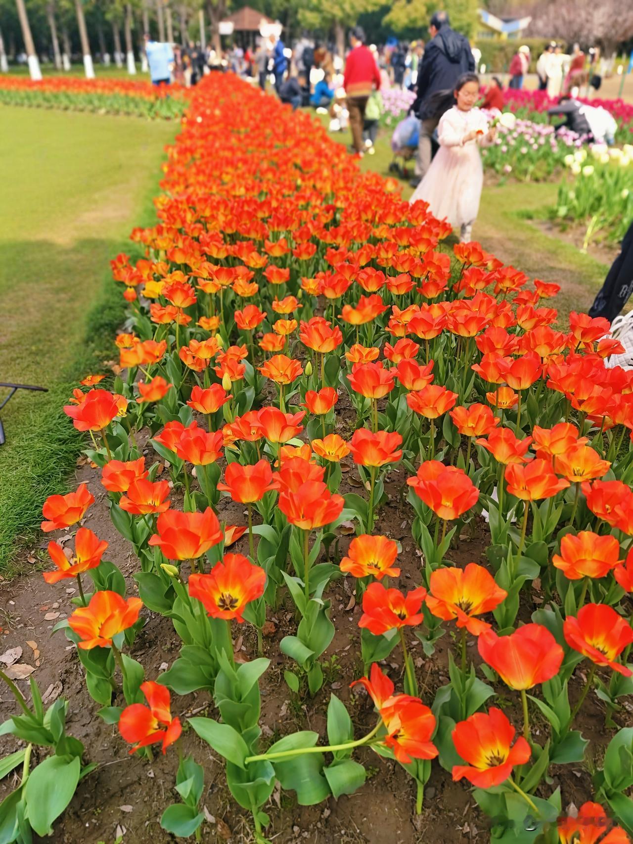 大宁灵石公园的郁金香