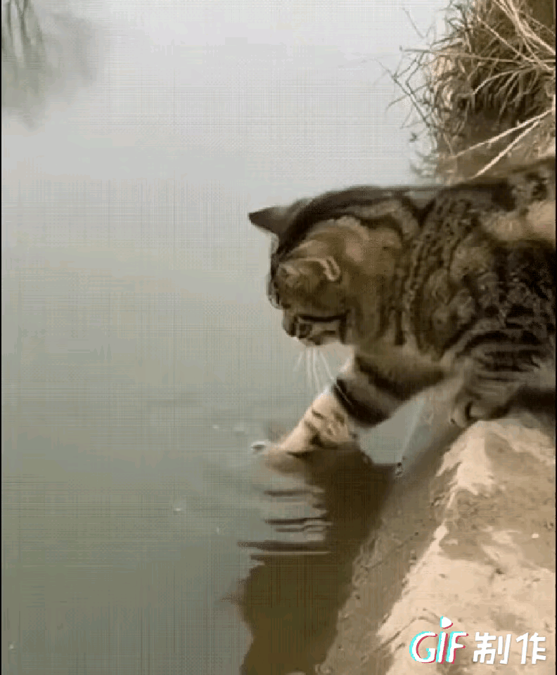 不敢相信了！男子蹲河半天空军，猫两分钟叼鱼潇洒走人
 
一大早蹲河边钓鱼，晒得头