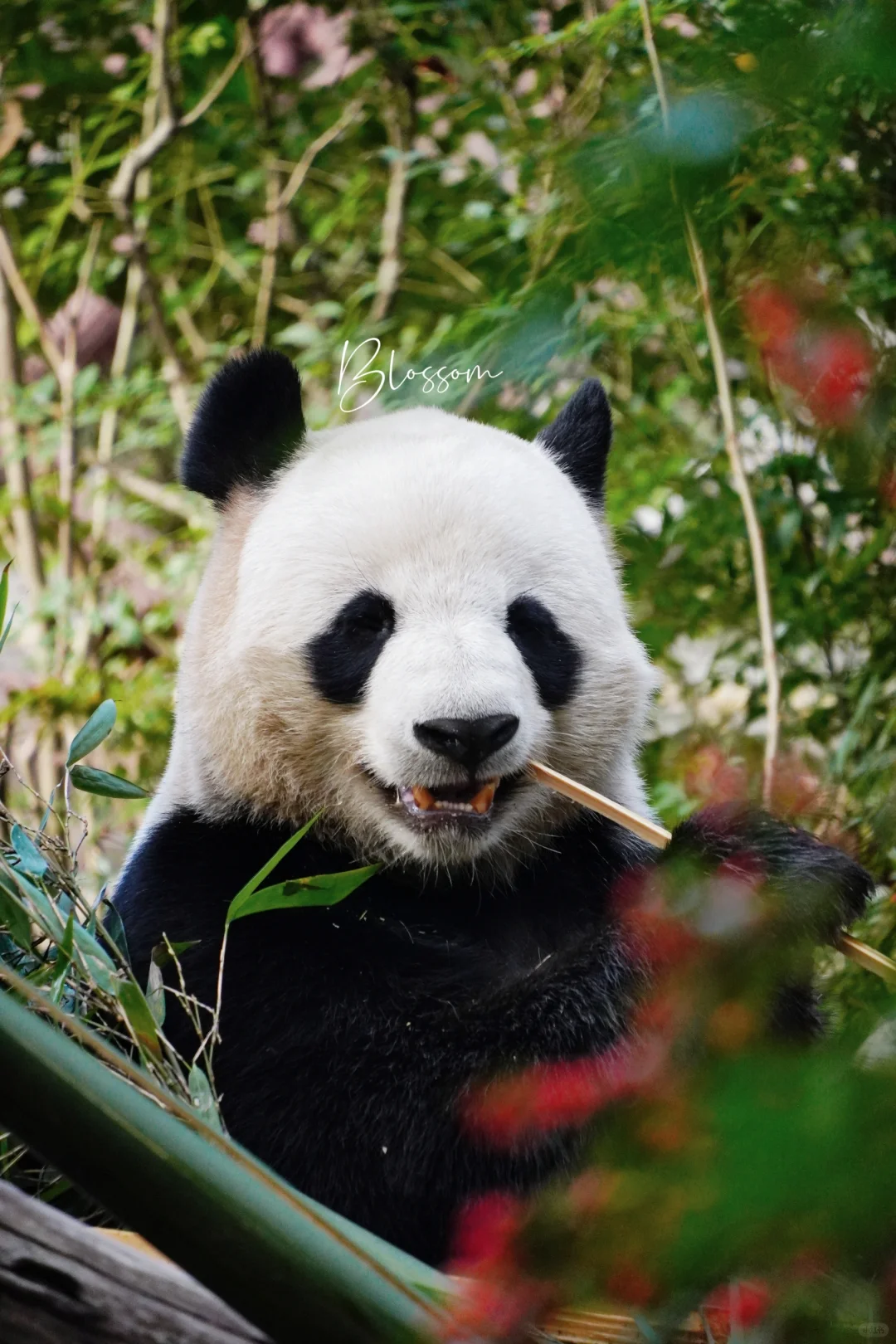 园琳14岁生日快乐，希望早日回家💐