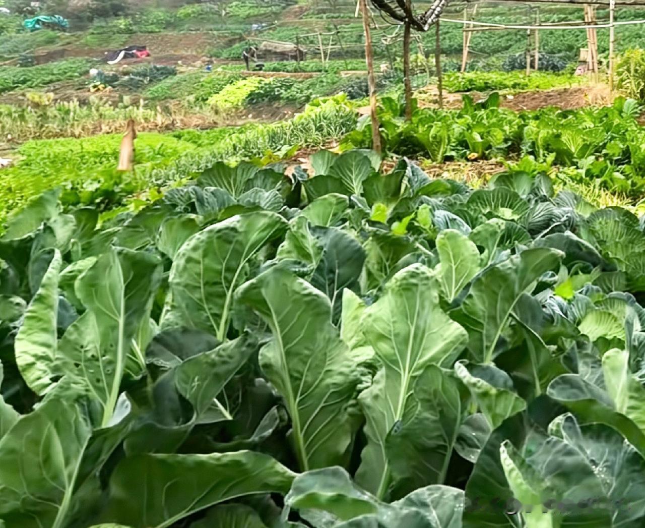 记录我的2026我跟我弟都二十好几了，每年初三还得被爸妈押着走亲戚，不去就摆脸色