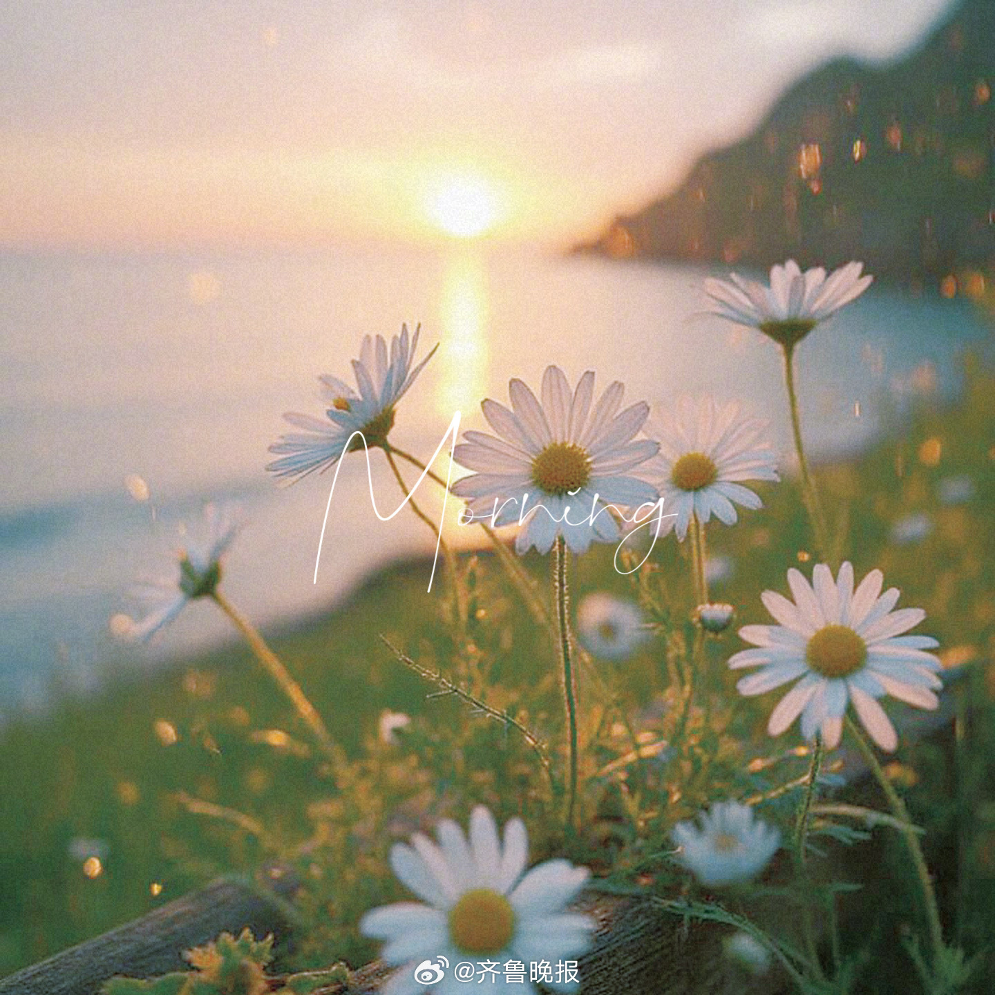 心向暖阳所见皆光#早安#