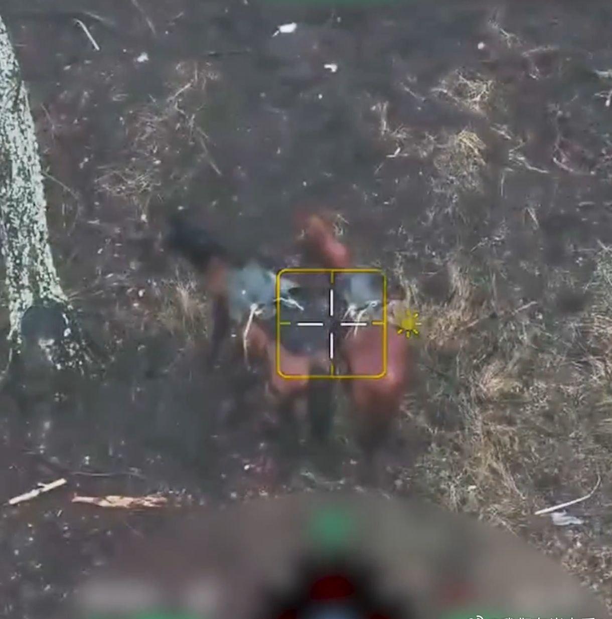 俄罗斯骑兵的马匹成了乌军的战利品。 ​​​