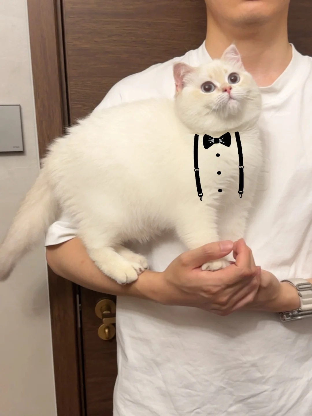 猫猫我啊 拿到幼稚园三好学生奖状了捏！