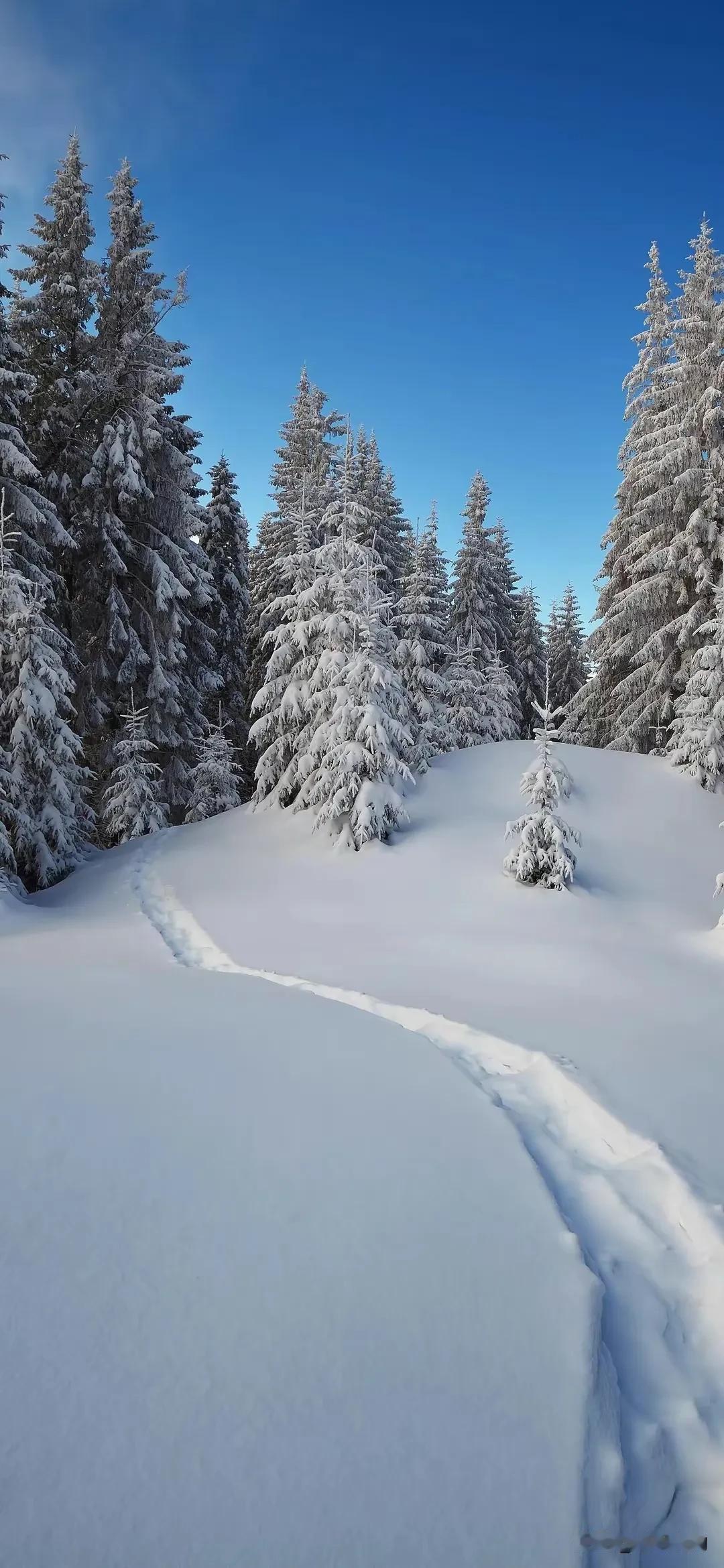 白雪皑皑，寂静无声。岁月静好，旧年收获圆满，生命安好，新年诸事遂愿！