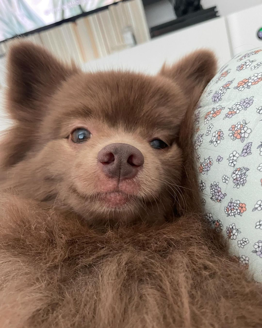 通知：小狗发自拍了 