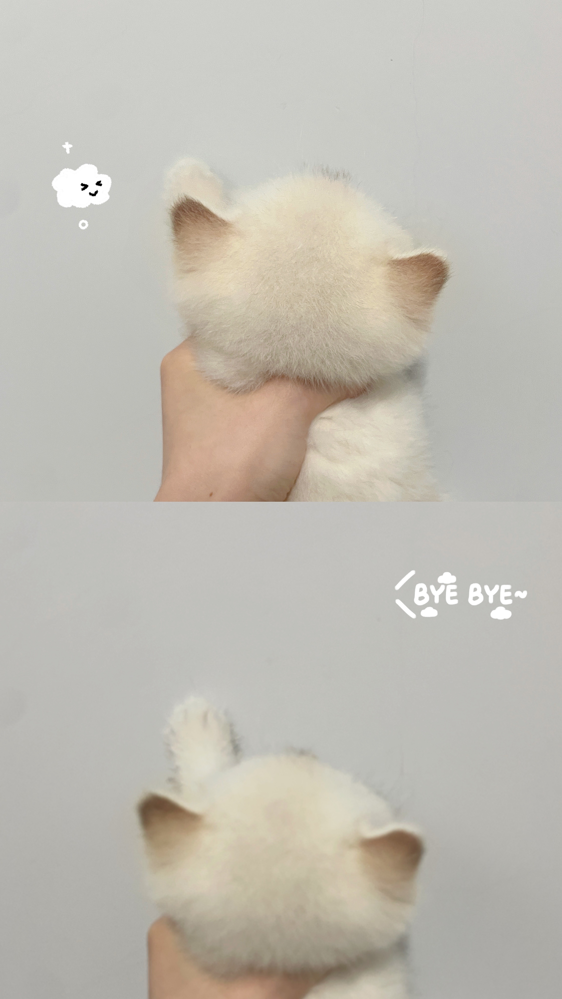 分享可爱#金山猫重点色##金点色##英短金点色##英国短毛猫# ​​​