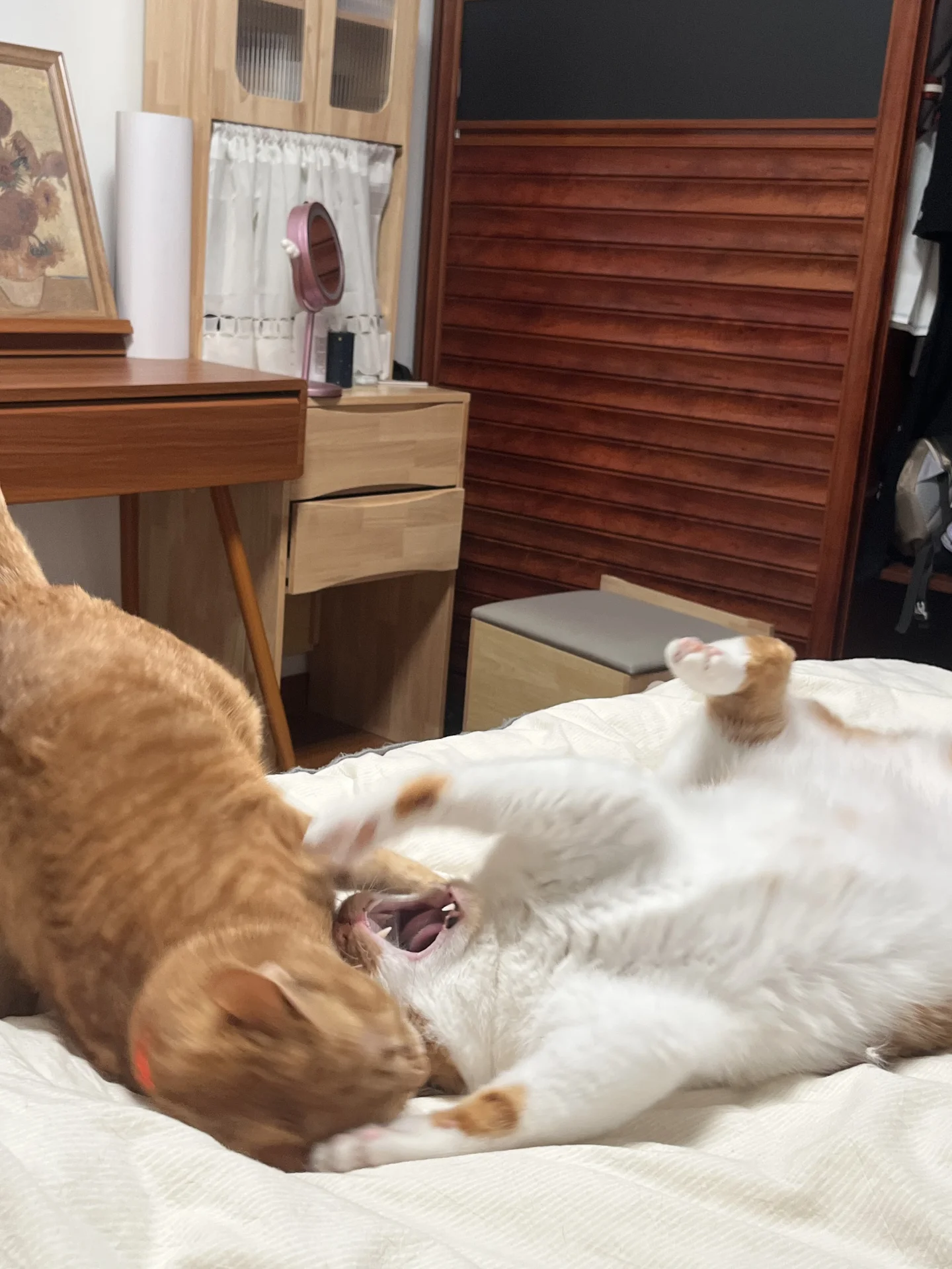 谁的生活不是一地猫毛