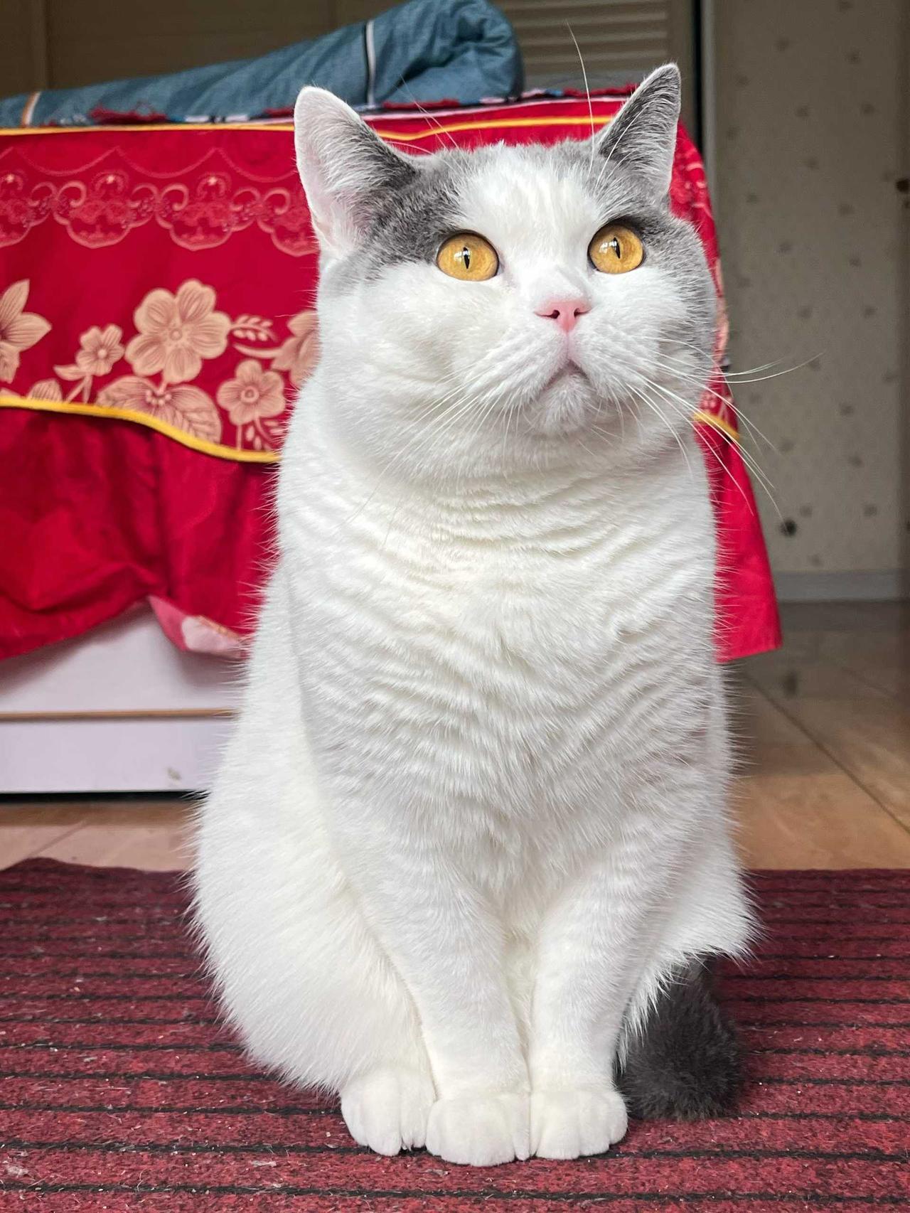 昨晚做梦
梦到这位主子掉粪坑里
给她洗了一晚上 累毁我了