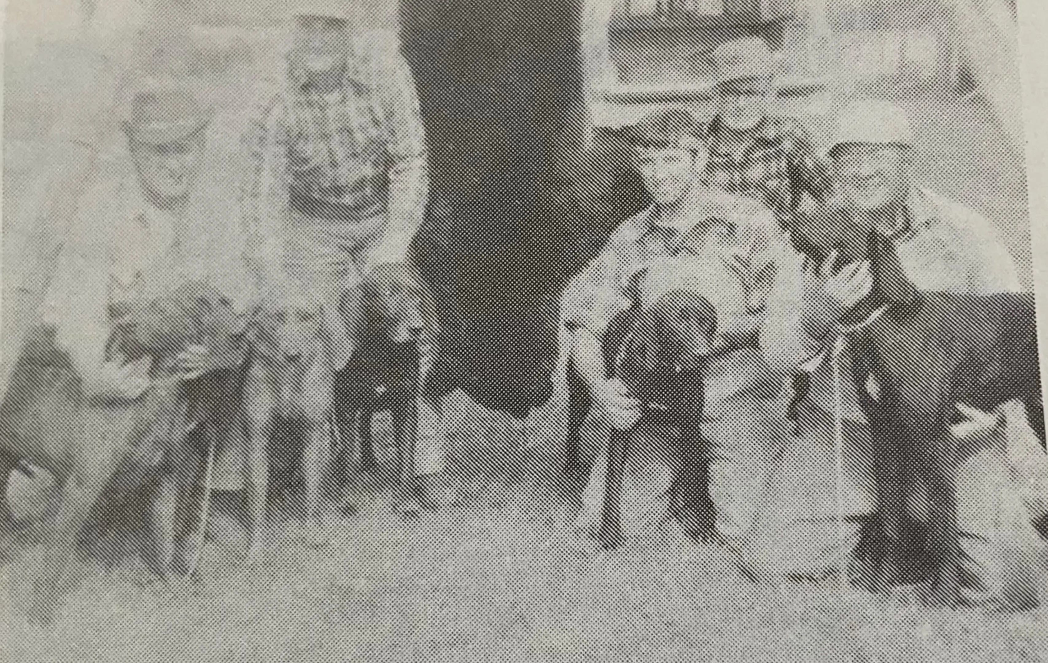 60年代普罗特猎犬