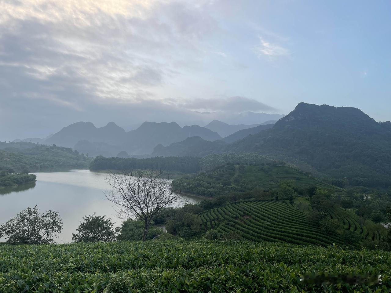 早上5点半爬到茶场的好处，满怀信心地等待着日出，结果嘛……昨晚下点小雨的缘故，远