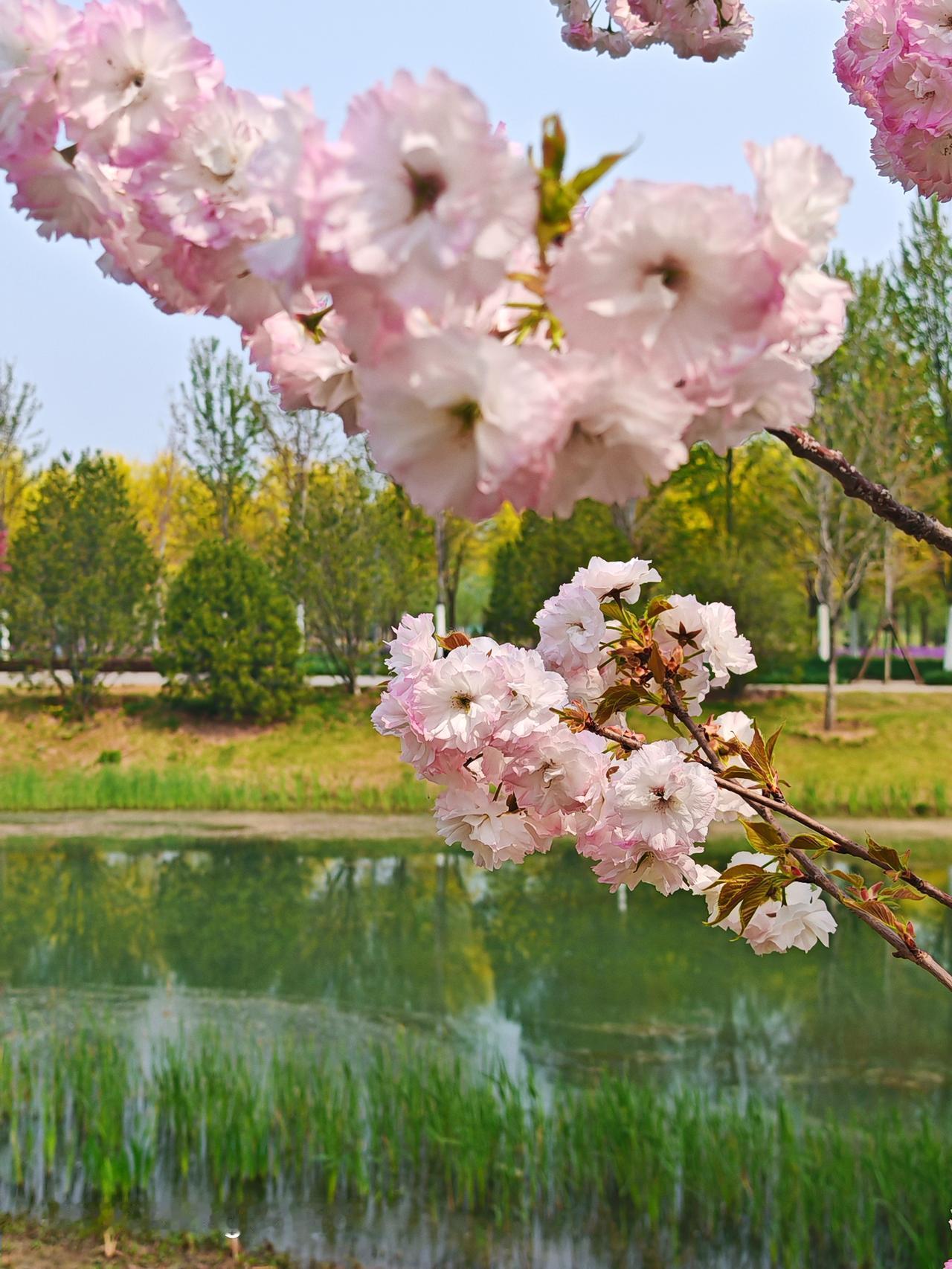 通州的运河故道景色确实优美得让人陶醉。就说大运河森林公园，它可是国家AAAA级景