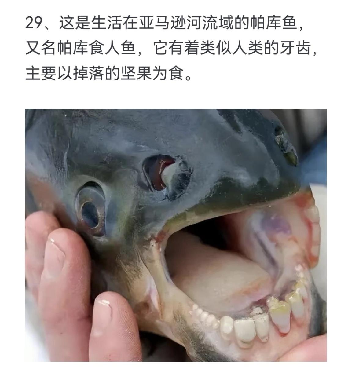 这是生活在亚马逊河流域的帕库鱼 又名帕库食人鱼 它有着类似人类的牙齿 ...
