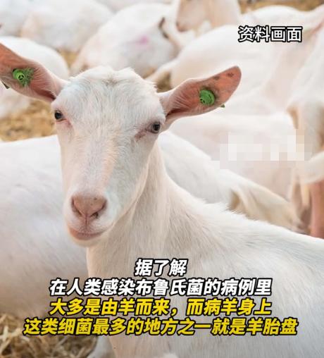 儿子好心给母亲买来羊胎盘补身体，母亲吃了之后却感染了布鲁氏菌，引发了严重的脊柱炎