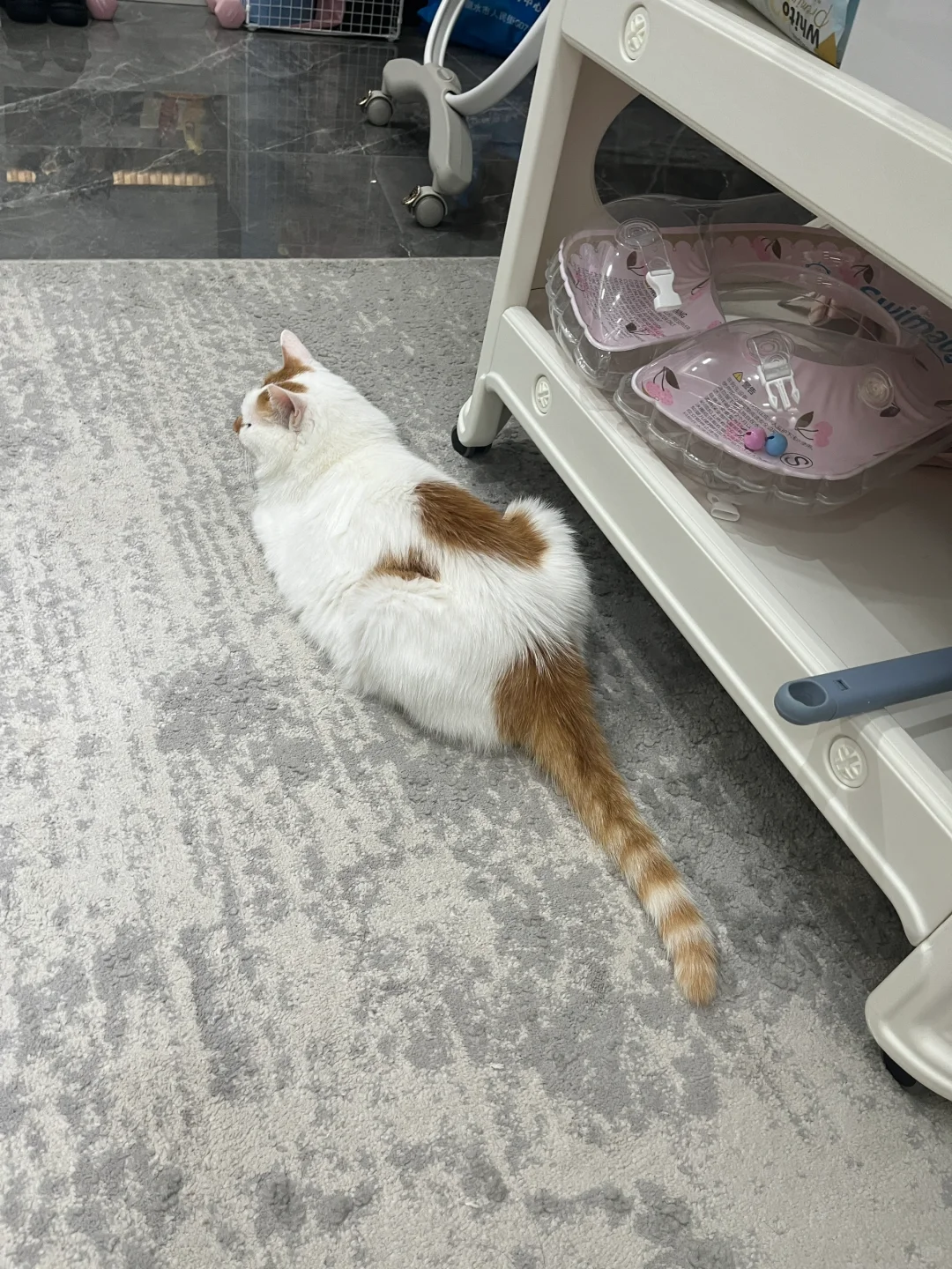 小猫我的尾巴……
