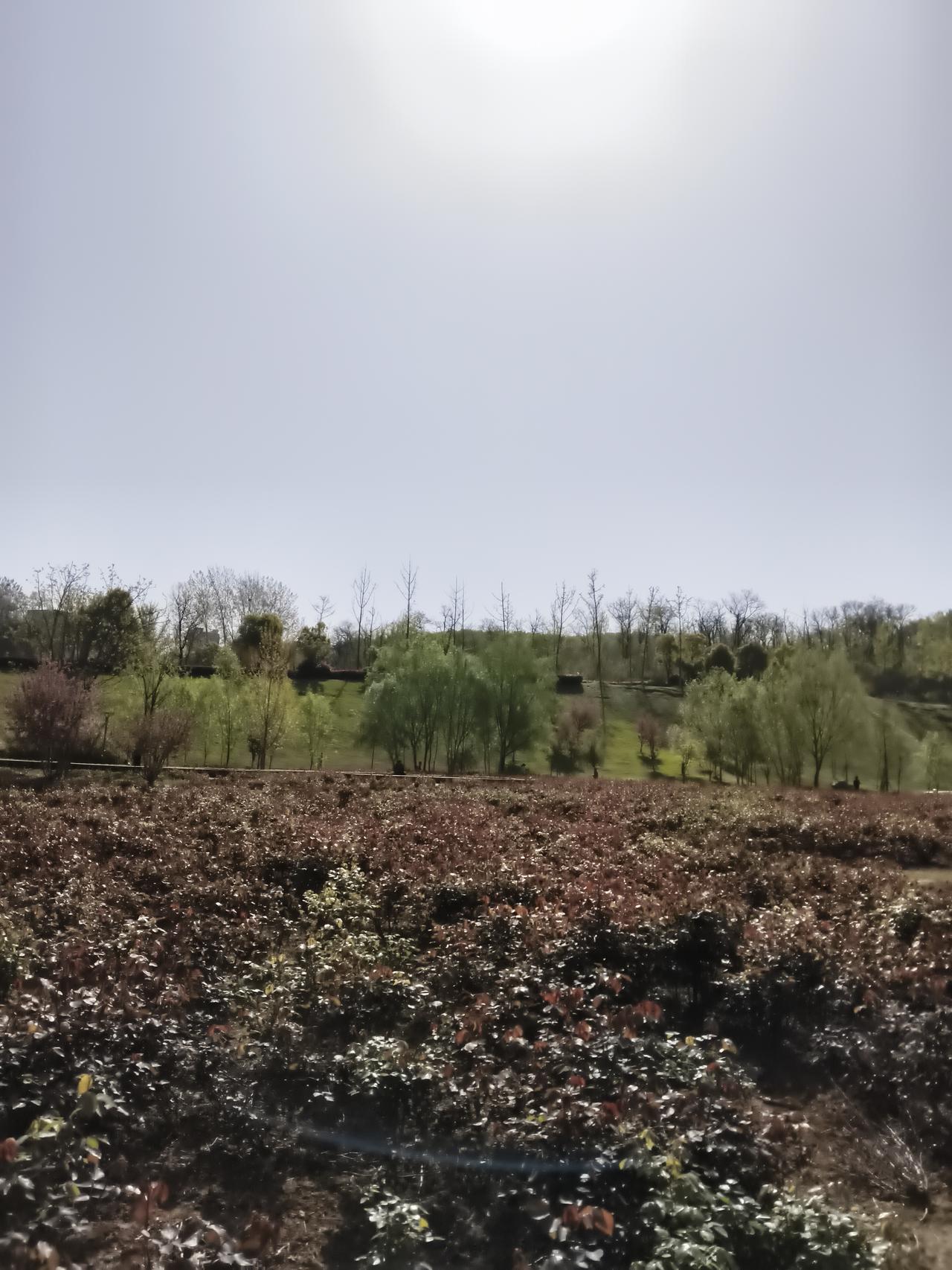 晒出你的本地生活我们这有一个小小的月季园。只不过月季花还得两个星期左右才能开，现