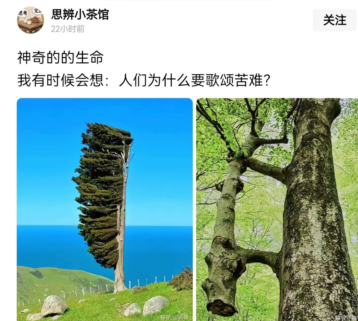 不是歌颂苦难，是在歌颂苦难中的顽强抗争！ 