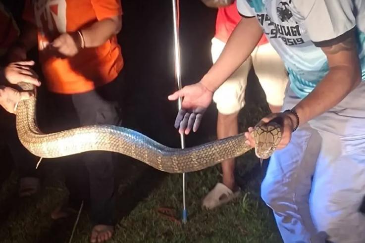 泰国男子家中看电视惊现4米眼镜王蛇 当场吓得逃出屋外报警海外新鲜事 泰国惊传眼镜