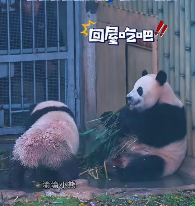 咱们的国宝是真的非常聪明，不仅能听懂人类语言，还有自己的想法:下大雨了，好奇和三