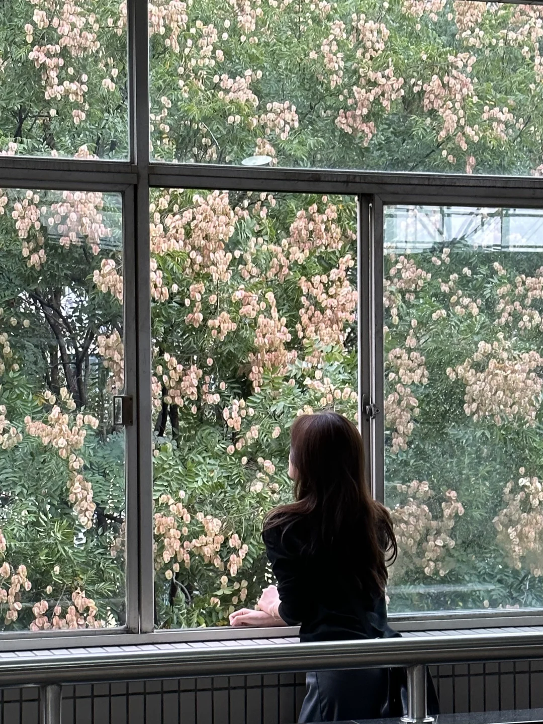 栾树的秋天🍂上海这个地铁站将上演浪漫瞬间