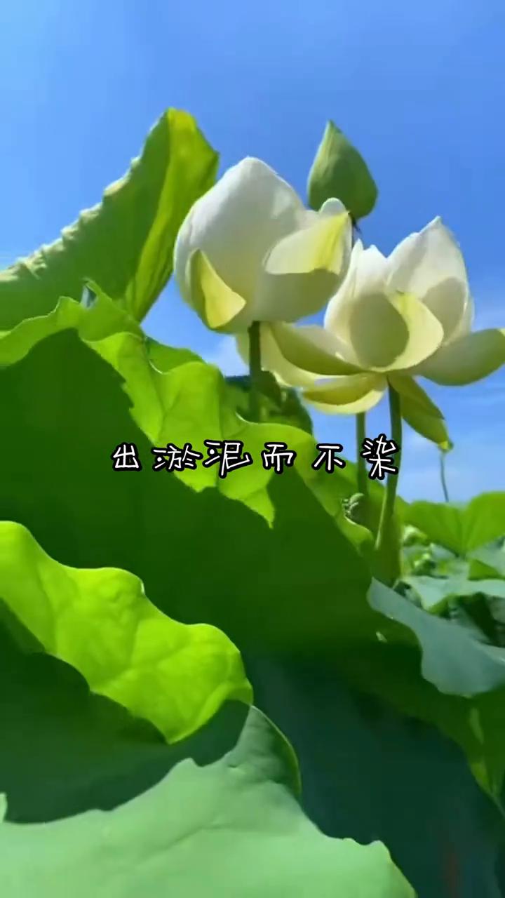 出淤泥而不染。