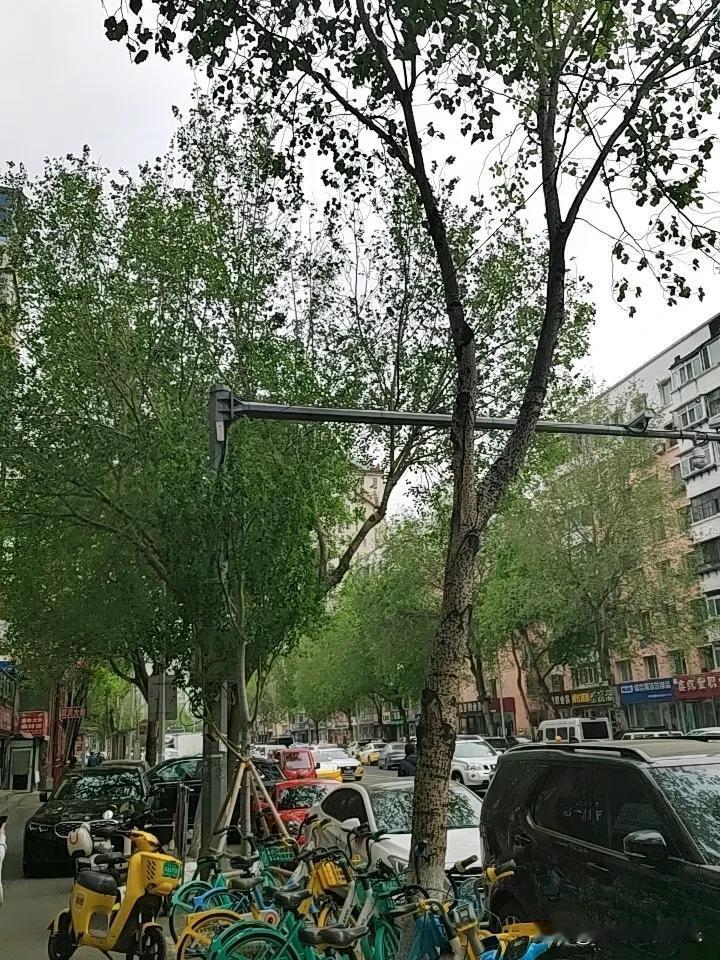 特朗普纯属胡说八道，他就是流氓，太双标了