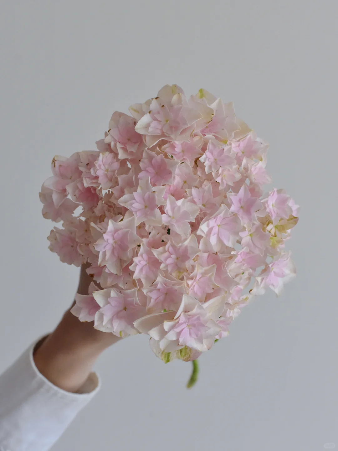 绣球·魔法公主