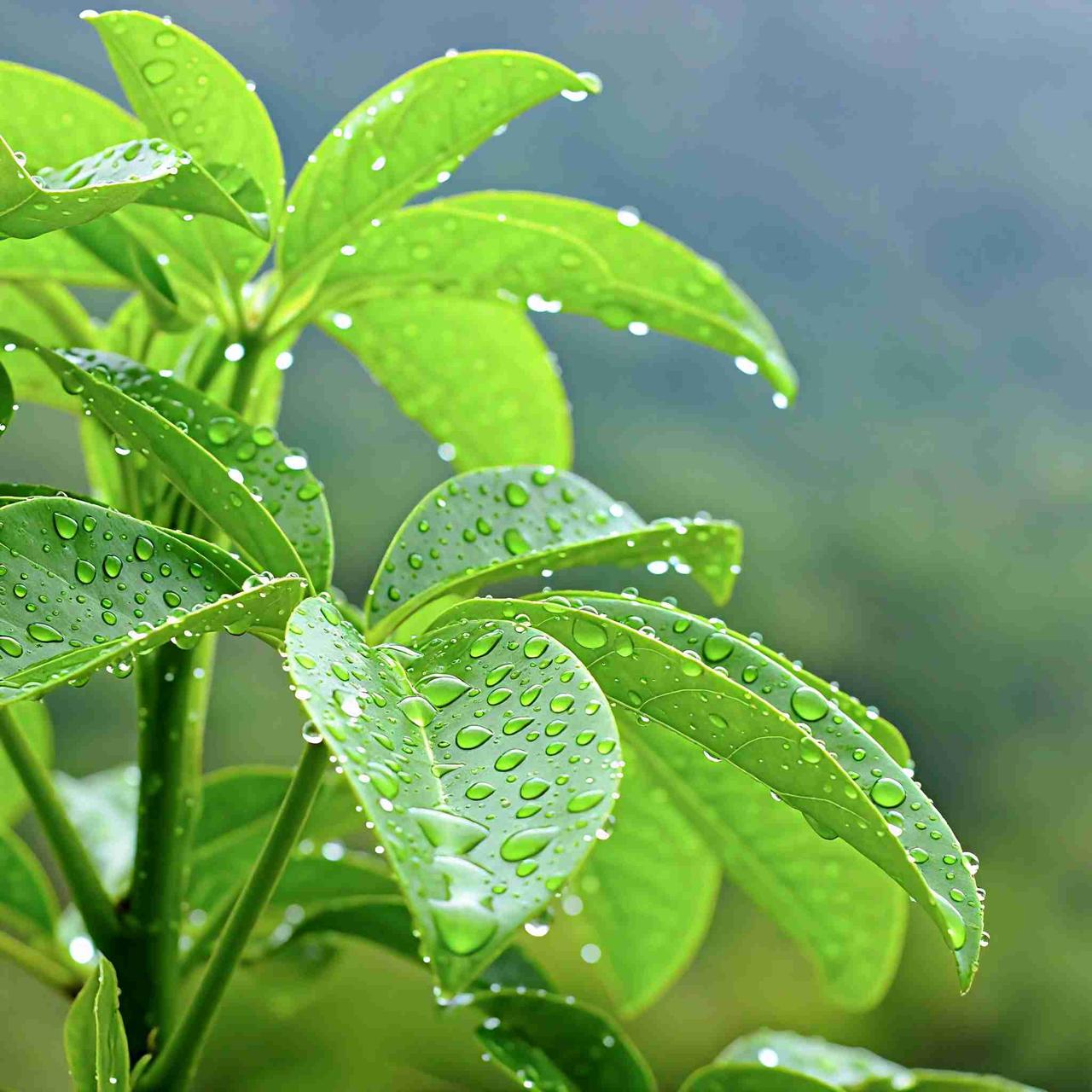 我的今日状态：💰期待暴富
我这里的天气：☀️晴天
雨后空气清透如洗，绿叶挂着水