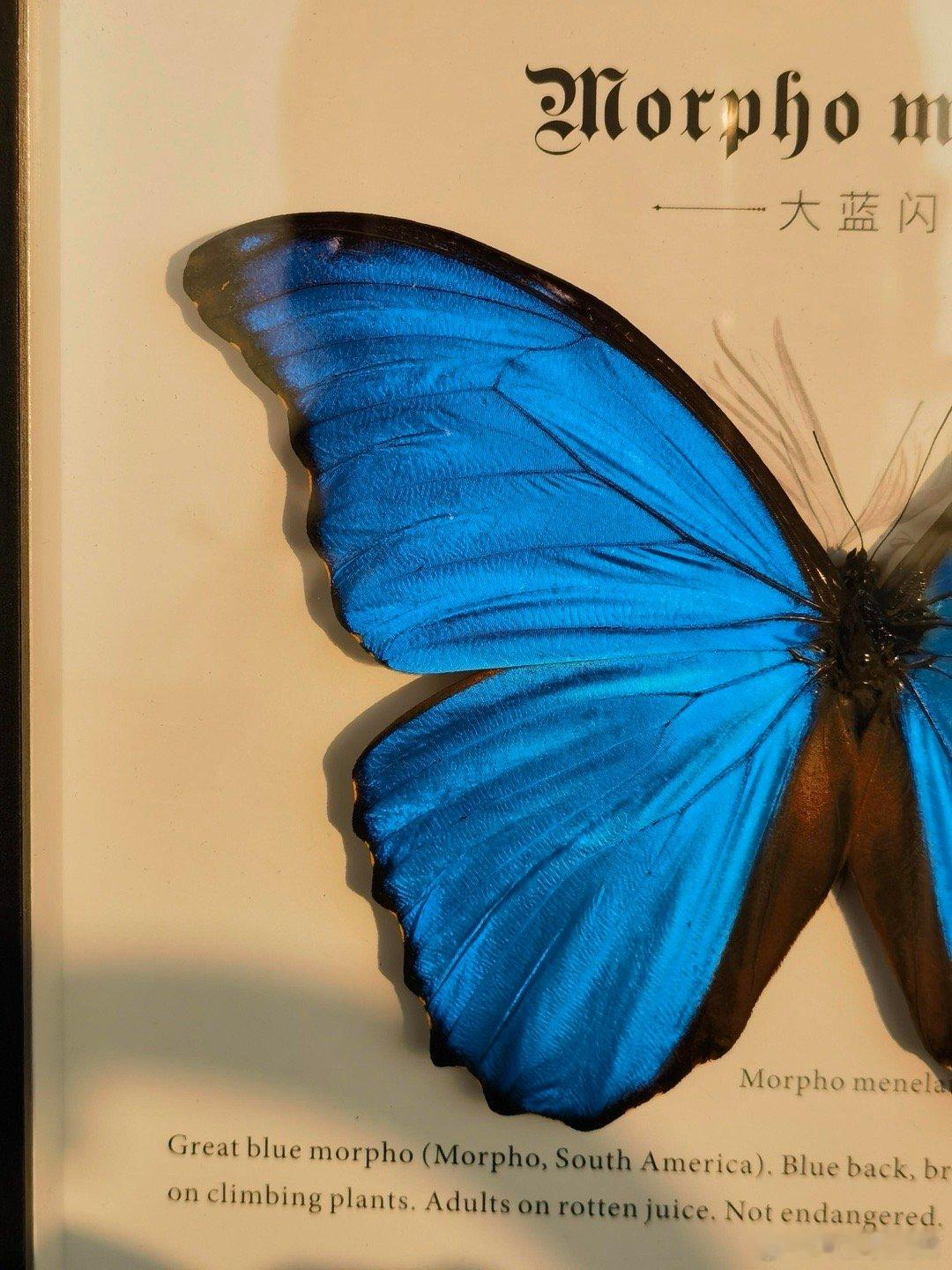 丁禹兮，你是一只大蓝闪蝶 