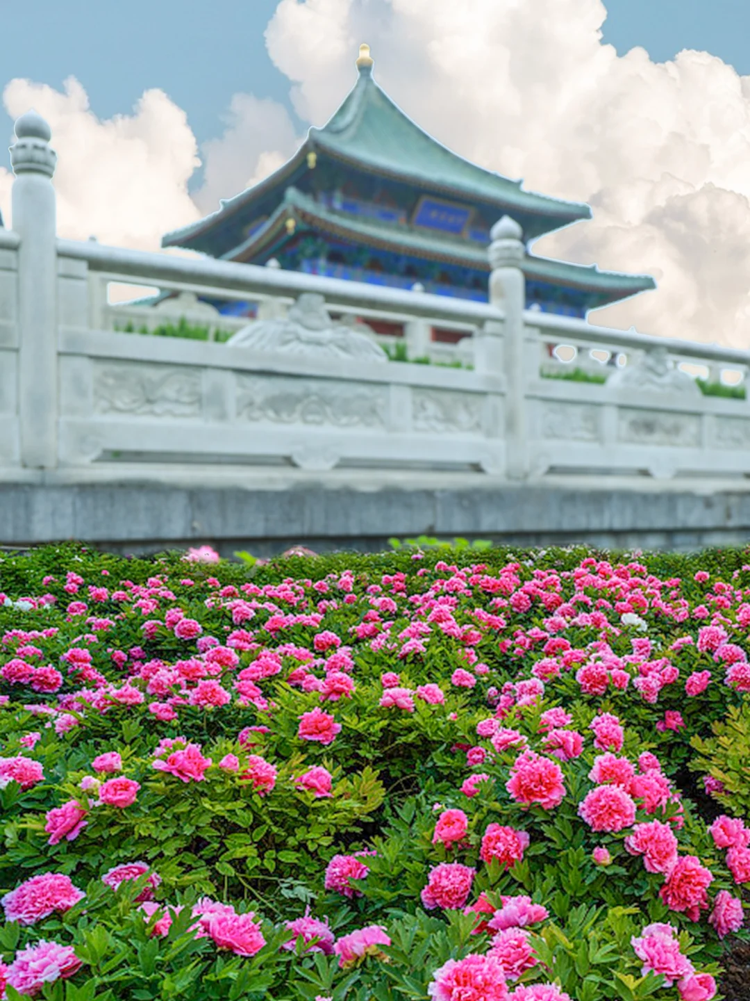 兴庆宫公园的牡丹花已开爆！！！！