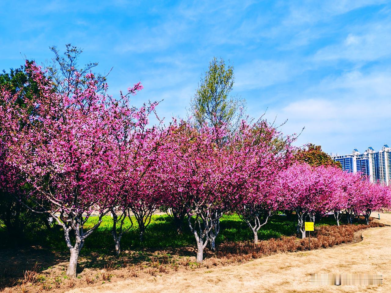 粉色的花海，春天的浪漫🌸🌸🌸