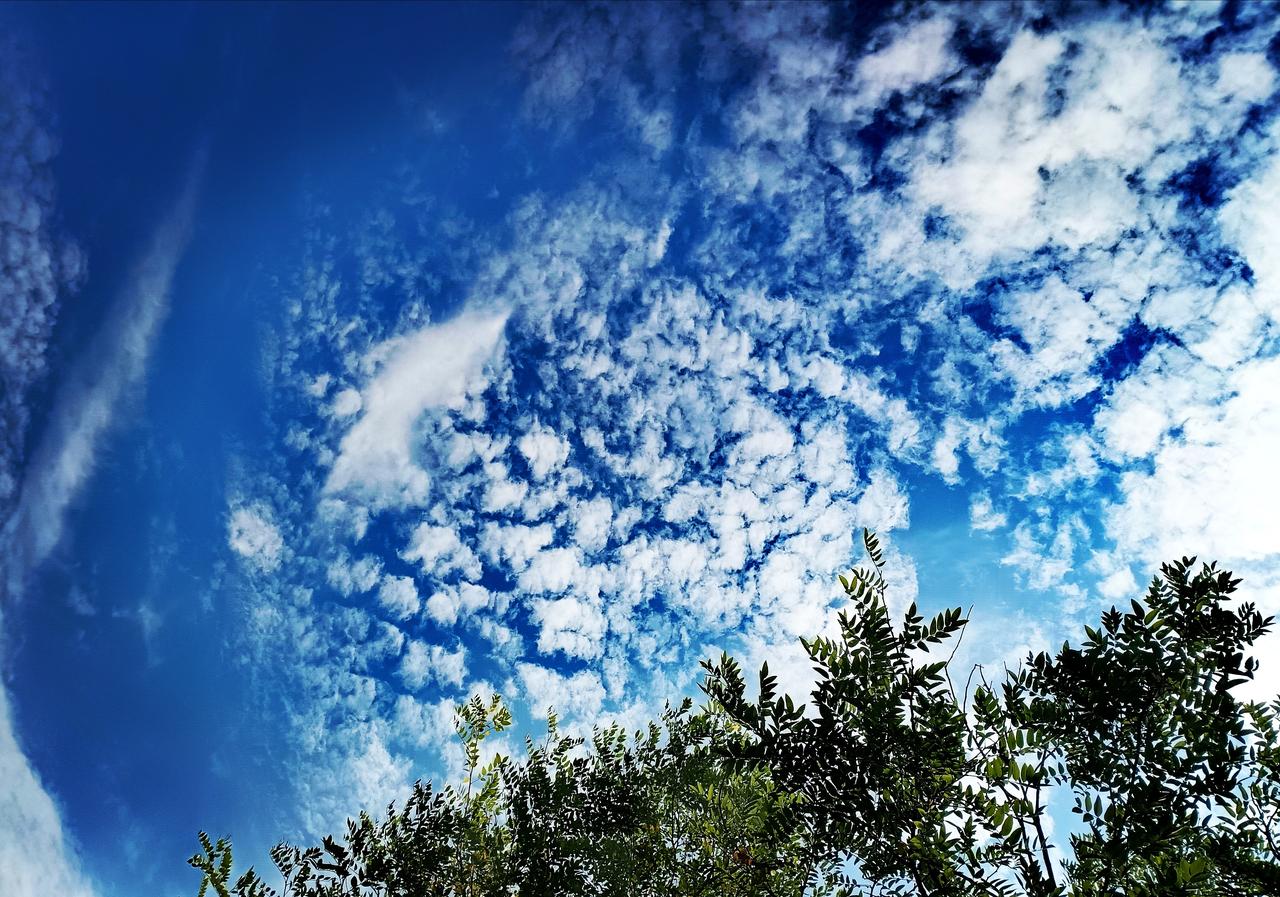 万顷碧空铺满碎云，枝叶轻扬，抬眼邂逅夏日独有的辽阔与温柔。